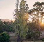 Karribank  the Karri on Bar - Australian Directory