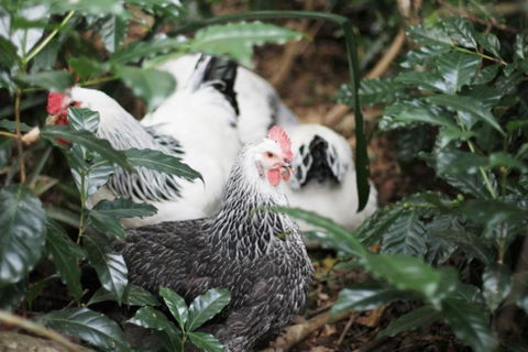 Maviss Cabins At Mt. Warning - Australian Directory 3