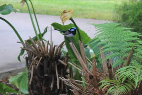 Aristocrat Waurnvale Motel - Australian Directory 6