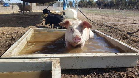 A Better Life Animal Sanctuary FarmStay Private Two Bedrooms Lounge Room & Bathroom & Toilet Shared Kitchen - Australian Directory 2
