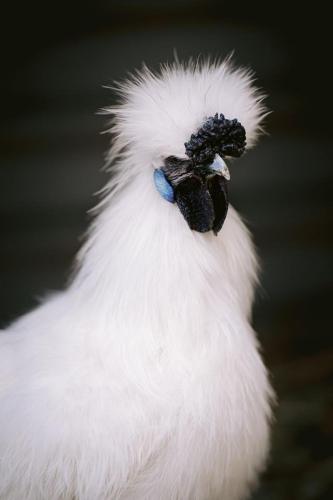 A Better Life Animal Sanctuary FarmStay Private Two Bedrooms Lounge Room & Bathroom & Toilet Shared Kitchen - Australian Directory 6