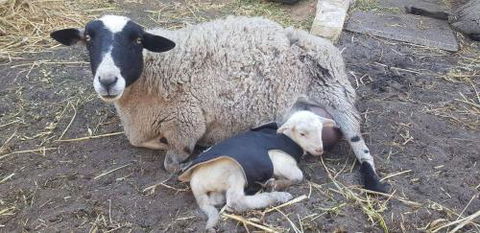 A Better Life Animal Sanctuary FarmStay Private Two Bedrooms Lounge Room & Bathroom & Toilet Shared Kitchen - Australian Directory 1