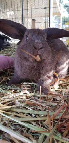 A Better Life Animal Sanctuary FarmStay Private Two Bedrooms Lounge Room & Bathroom & Toilet Shared Kitchen - Australian Directory 5