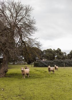 Davidsons Cottage - Australian Directory 1