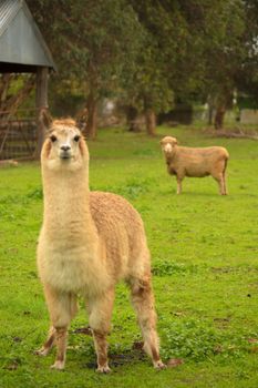 Davidsons Cottage - Australian Directory 2