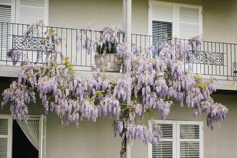 Lindenwarrah At Milawa - Australian Directory 4