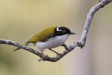 Tracks End Retreat - Australian Directory 5