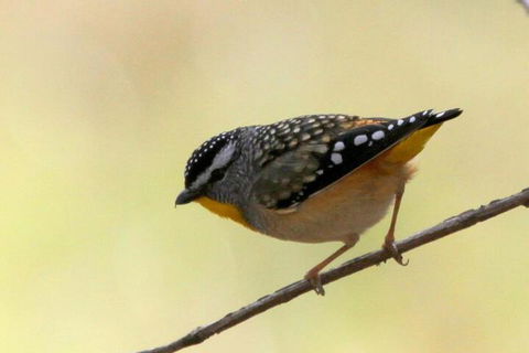 Tracks End Retreat - Australian Directory 7