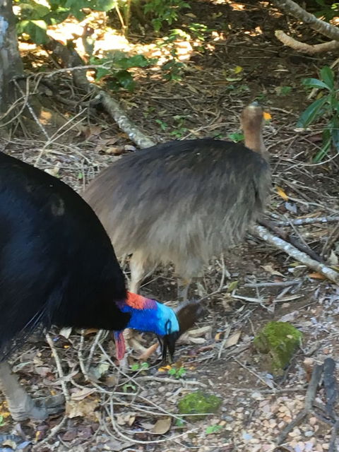 Licuala Lodge - Australian Directory 1