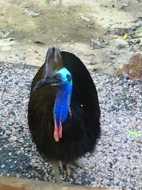Licuala Lodge - Australian Directory 0