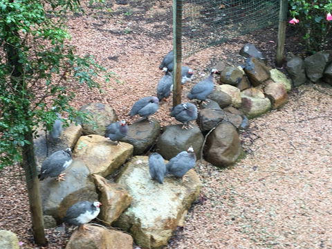 Licuala Lodge - Australian Directory 4