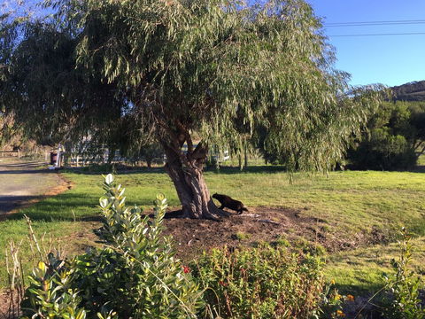 Skenes Creek Lodge Motel And Restaurant - Australian Directory 4