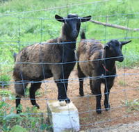 Alstonville Country Cottages - Australian Directory