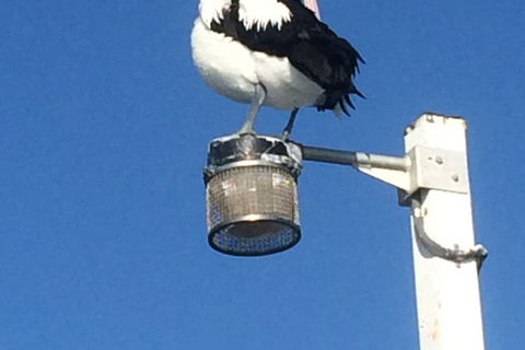 Sanctuary Lakes Fauna Retreat - Australian Directory 3