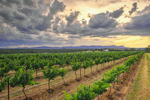 Adina Vineyard - Australian Directory 3