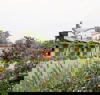 A Must At Coonawarra - Australian Directory