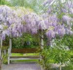 Amelina Cottages - Australian Directory