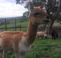 Morella Farm Stay - Australian Directory