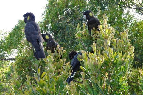 Eagles Rise Tasmania - Australian Directory 5
