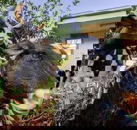 Big4 Shepparton Park Lane - Australian Directory