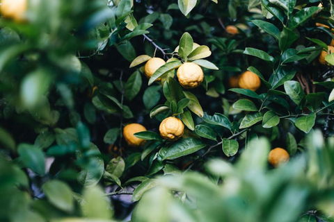 Lemon Tree Cottage Bendeela - Australian Directory 3