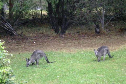 Wombatalla - Australian Directory 7