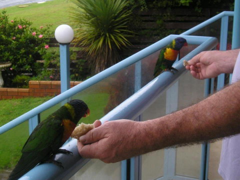 Narooma Golfers Lodge - Australian Directory 3