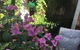 Swan Inn Bed & Breakfast - thumb 6