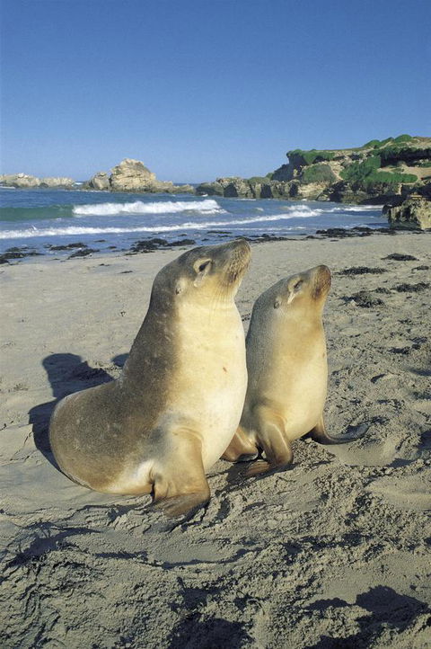 Kangaroo Island Seafront - Australian Directory 40