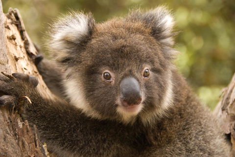 Kangaroo Island Seafront - Australian Directory 39
