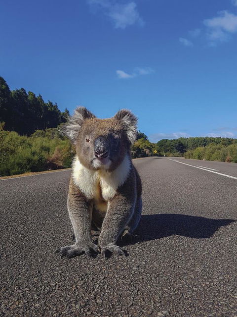Kangaroo Island Seafront - Australian Directory 14
