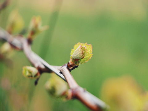 Lost In The Vines - Australian Directory 16