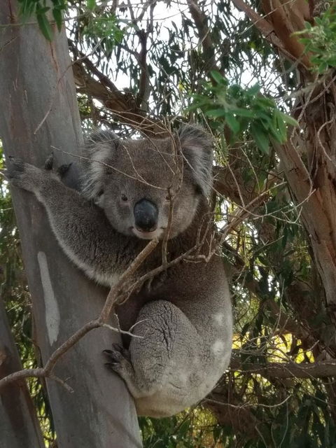 Lost In The Vines - Australian Directory 29