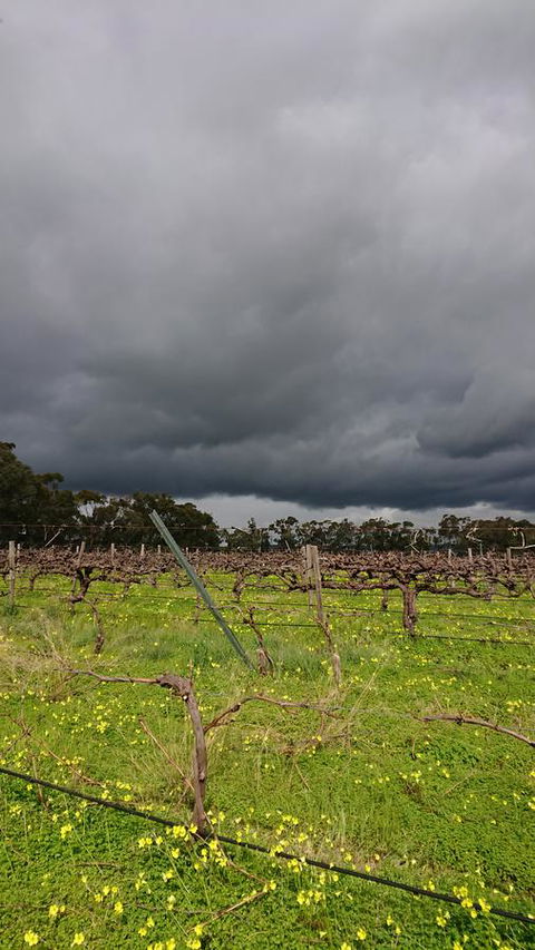 Lost In The Vines - Australian Directory 27
