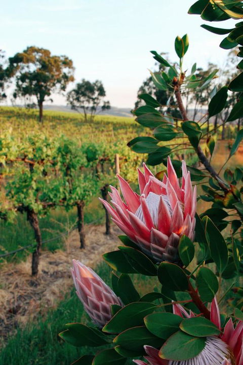 Lost In The Vines - Australian Directory 14