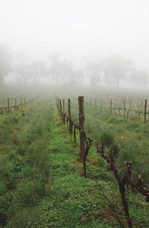 Lost In The Vines - Australian Directory 15
