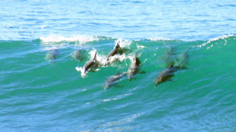 Mollymook Beach Waterfront - Australian Directory 4