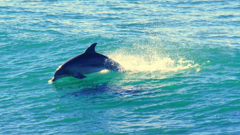 Mollymook Beach Waterfront - Australian Directory 22