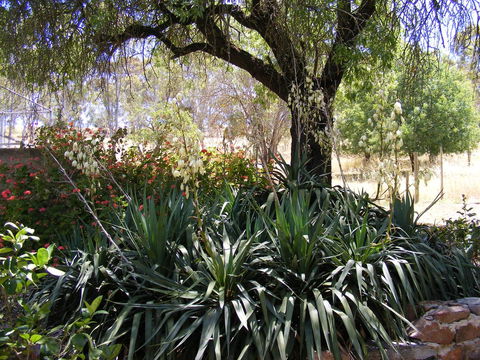 Trevalia Accommodation - Australian Directory 6