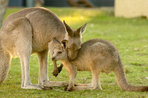 BIG4 Tasman Holiday Parks - Racecourse Beach - Australian Directory 39