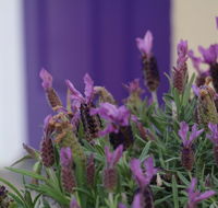 The Purple Door on Seaview - Australian Directory
