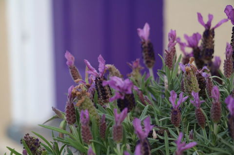The Purple Door On Seaview - Australian Directory 0