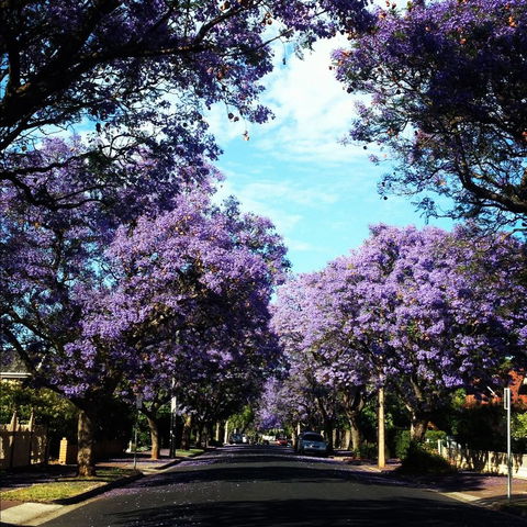 Monaco Court Apartment Adelaide - Australian Directory 0