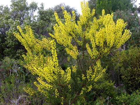 Kestrel Downs - Australian Directory 26