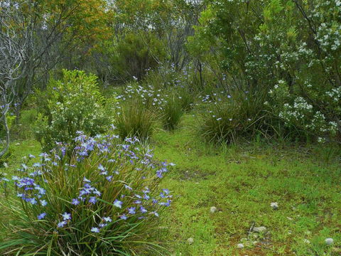Kestrel Downs - Australian Directory 32