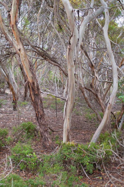 Kestrel Downs - Australian Directory 19