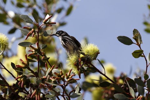 Cape Jervis Holiday Units - Australian Directory 9