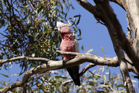 Cape Jervis Holiday Units - Australian Directory 5