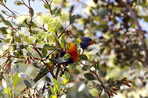 Cape Jervis Holiday Units - Australian Directory 11