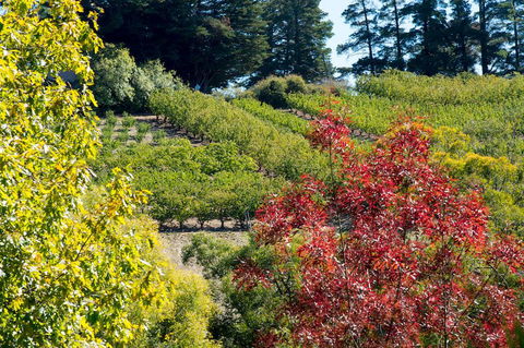 The Manor Basket Range - Australian Directory 16